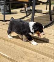 Ben, a male Miniature Australian Shepherd for sale in Bokoshe, OK – Photo 2 of 9