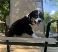 Ben, a male Miniature Australian Shepherd for sale in Bokoshe, OK – 3 of 10