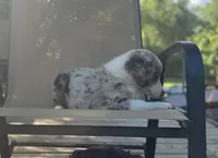 Tuck, a male Miniature Australian Shepherd for sale in Bokoshe, OK – 5 of 10