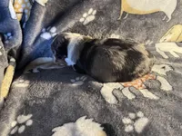 Fancy, a female Miniature Australian Shepherd for sale in Bokoshe, OK – Photo 5 of 7