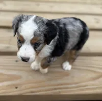 Fancy, a female Miniature Australian Shepherd for sale in Bokoshe, OK – Photo 5 of 9