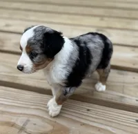Fancy, a female Miniature Australian Shepherd for sale in Bokoshe, OK – Photo 4 of 9