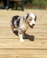 Fancy, a female Miniature Australian Shepherd for sale in Bokoshe, OK – Photo 4 of 10