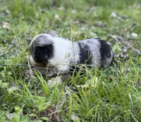 Fancy, a female Miniature Australian Shepherd for sale in Bokoshe, OK – Photo 7 of 9