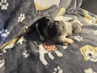 Fancy, a female Miniature Australian Shepherd for sale in Bokoshe, OK – Photo 7 of 7