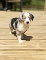 Fancy, a female Miniature Australian Shepherd for sale in Bokoshe, OK – Photo 2 of 10