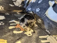 Fancy, a female Miniature Australian Shepherd for sale in Bokoshe, OK – Photo 6 of 7