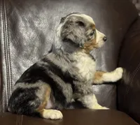 Fancy, a female Miniature Australian Shepherd for sale in Bokoshe, OK – Photo 2 of 9