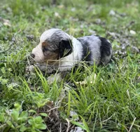 Fancy, a female Miniature Australian Shepherd for sale in Bokoshe, OK – Photo 8 of 9