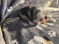 Fancy, a female Miniature Australian Shepherd for sale in Bokoshe, OK – Photo 1 of 7