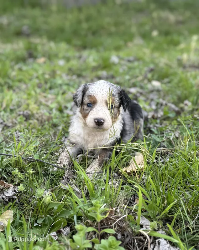 Fancy – Miniature Australian Shepherd puppy for sale in Bokoshe, OK