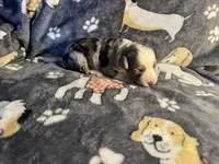 Fancy, a female Miniature Australian Shepherd for sale in Bokoshe, OK – Photo 4 of 7