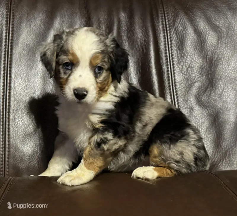 Fancy, a female Miniature Australian Shepherd for sale in Bokoshe, OK – Photo 1 of 9