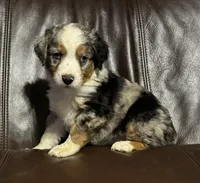 Fancy, a female Miniature Australian Shepherd for sale in Bokoshe, OK – Photo 1 of 9