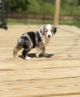Fancy, a female Miniature Australian Shepherd for sale in Bokoshe, OK – Photo 1 of 10