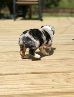 Fancy, a female Miniature Australian Shepherd for sale in Bokoshe, OK – Photo 5 of 10