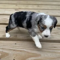 Fancy, a female Miniature Australian Shepherd for sale in Bokoshe, OK – Photo 6 of 9