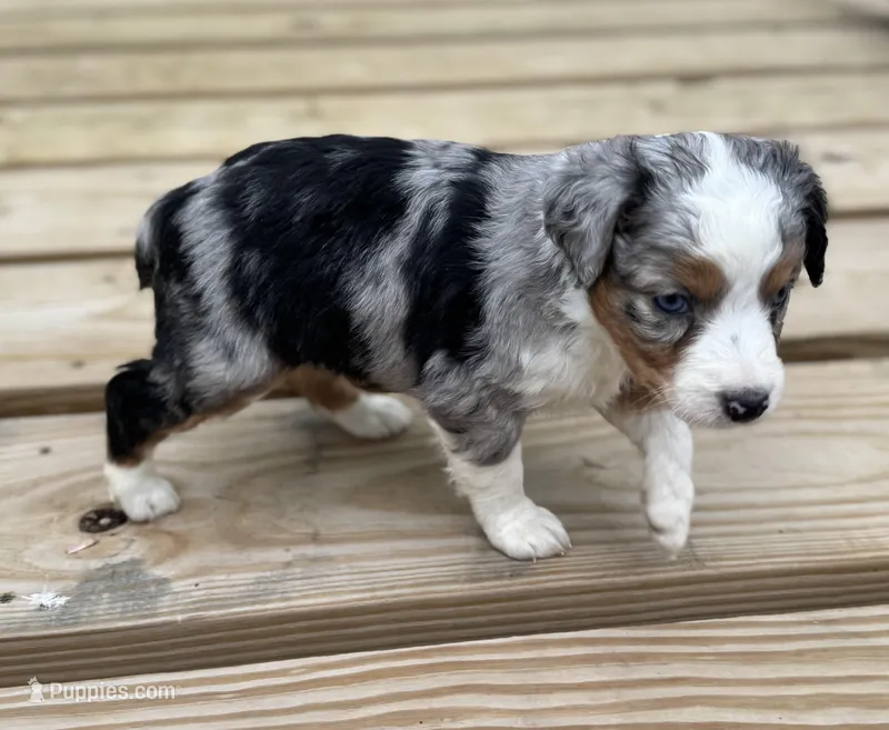Fancy – Miniature Australian Shepherd puppy for sale in Bokoshe, OK