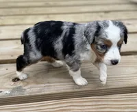 Fancy, a female Miniature Australian Shepherd for sale in Bokoshe, OK – Photo 3 of 9