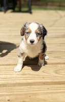 Fancy, a female Miniature Australian Shepherd for sale in Bokoshe, OK – Photo 3 of 10