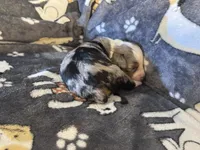 Fancy, a female Miniature Australian Shepherd for sale in Bokoshe, OK – Photo 3 of 7