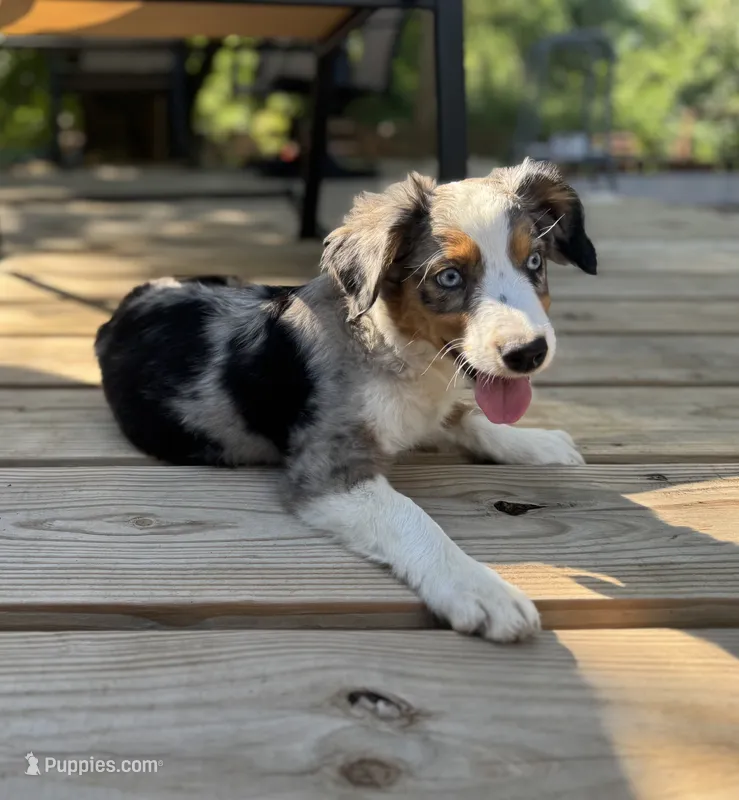 Fancy – Miniature Australian Shepherd puppy for sale in Bokoshe, OK