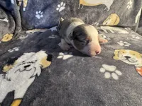 Tuck, a male Miniature Australian Shepherd for sale in Bokoshe, OK – Photo 3 of 5