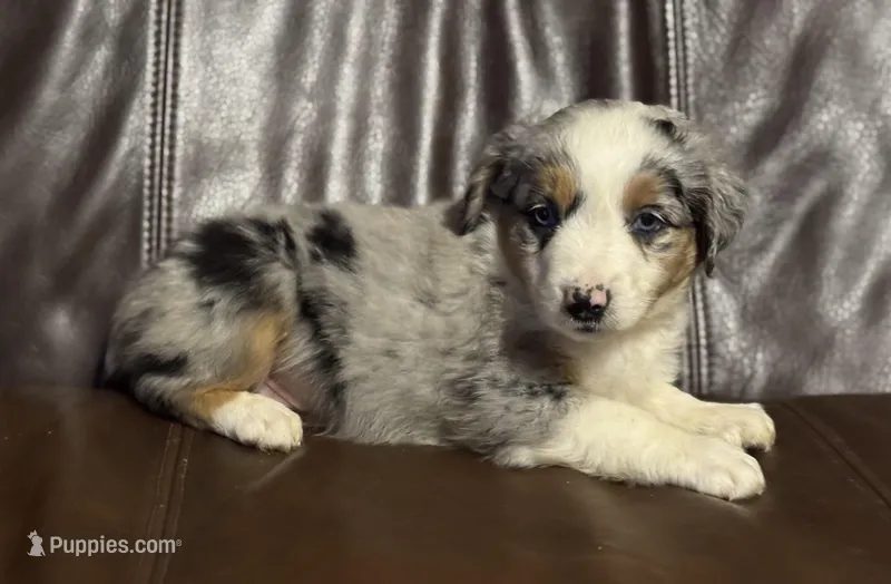 Tuck – Miniature Australian Shepherd puppy for sale in Bokoshe, OK
