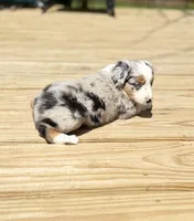 Tuck, a male Miniature Australian Shepherd for sale in Bokoshe, OK – Photo 3 of 9