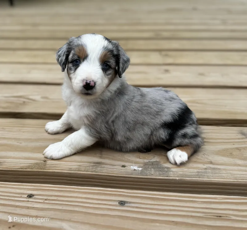 Tuck – Miniature Australian Shepherd puppy for sale in Bokoshe, OK