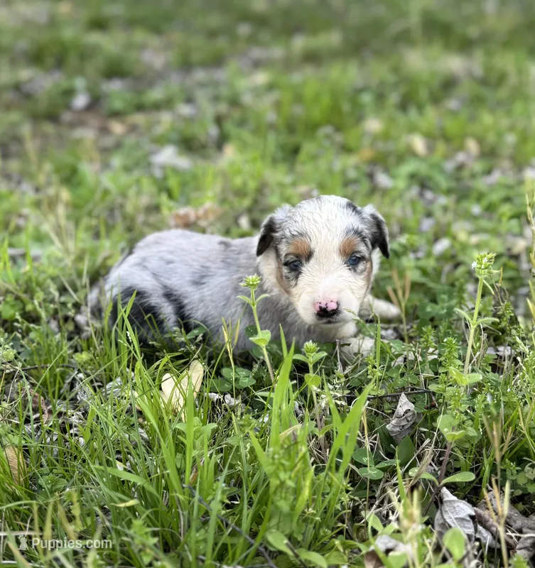 Tuck – Miniature Australian Shepherd puppy for sale in Bokoshe, OK