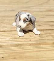 Tuck, a male Miniature Australian Shepherd for sale in Bokoshe, OK – Photo 5 of 9
