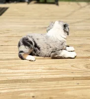 Tuck, a male Miniature Australian Shepherd for sale in Bokoshe, OK – Photo 2 of 9