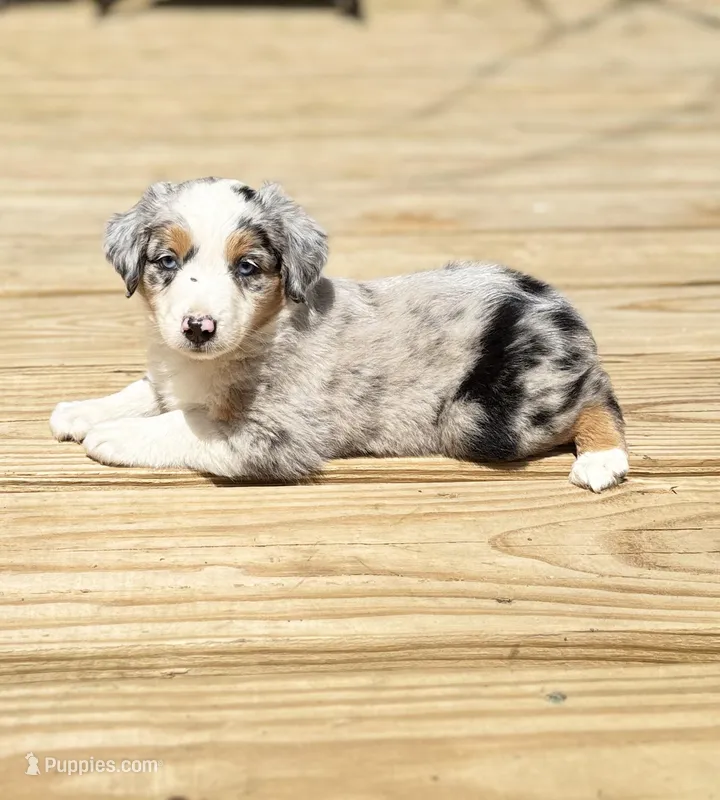 Tuck – Miniature Australian Shepherd puppy for sale in Bokoshe, OK