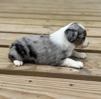 Tuck, a male Miniature Australian Shepherd for sale in Bokoshe, OK – Photo 8 of 9