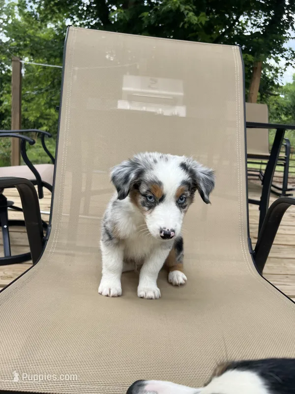 Tuck – Miniature Australian Shepherd puppy for sale in Bokoshe, OK