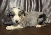 Tuck, a male Miniature Australian Shepherd for sale in Bokoshe, OK – Photo 6 of 9