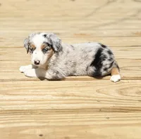 Tuck, a male Miniature Australian Shepherd for sale in Bokoshe, OK – Photo 4 of 9