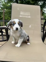 Tuck, a male Miniature Australian Shepherd for sale in Bokoshe, OK – 6 of 10