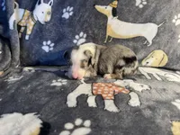 Tuck, a male Miniature Australian Shepherd for sale in Bokoshe, OK – Photo 1 of 5