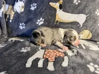 Tuck, a male Miniature Australian Shepherd for sale in Bokoshe, OK – Photo 5 of 5