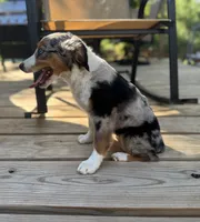 Fancy, a female Miniature Australian Shepherd for sale in Bokoshe, OK – 4 of 10
