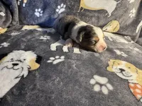 Rosey, a female Miniature Australian Shepherd for sale in Bokoshe, OK – Photo 2 of 5