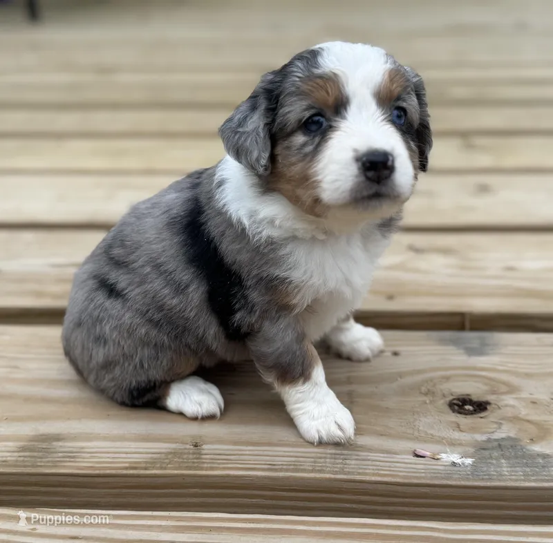 Rosey – Miniature Australian Shepherd puppy for sale in Bokoshe, OK