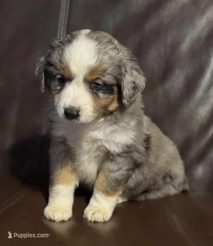 Rosey – Miniature Australian Shepherd puppy for sale in Bokoshe, OK