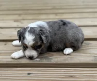 Rosey, a female Miniature Australian Shepherd for sale in Bokoshe, OK – Photo 7 of 10