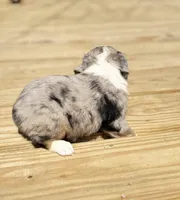 Rosey, a female Miniature Australian Shepherd for sale in Bokoshe, OK – Photo 4 of 10