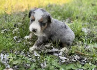 Rosey, a female Miniature Australian Shepherd for sale in Bokoshe, OK – Photo 9 of 10