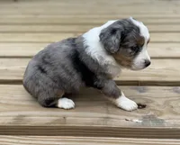 Rosey, a female Miniature Australian Shepherd for sale in Bokoshe, OK – Photo 8 of 10