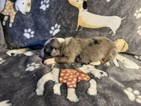 Rosey, a female Miniature Australian Shepherd for sale in Bokoshe, OK – Photo 5 of 5